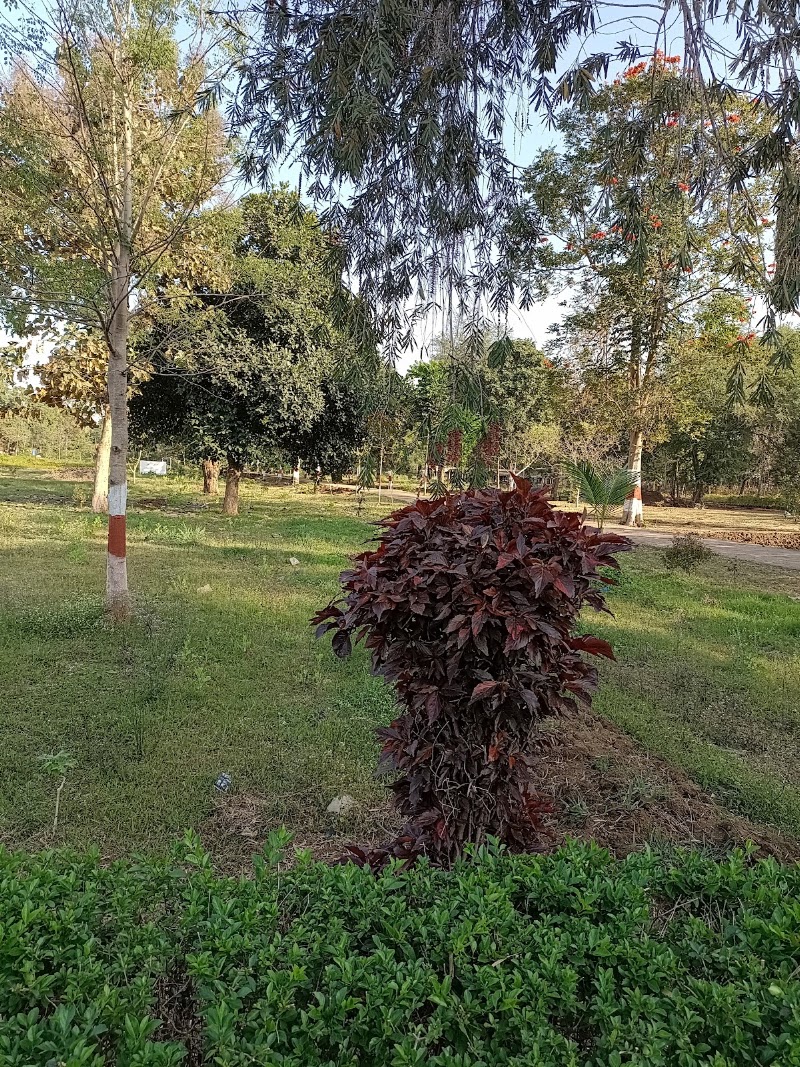 Mana Nursery - Mana Nursery, 5P7P+M5F, Mana, Atal Nagar-Nava Raipur, Chhattisgarh 492016, India