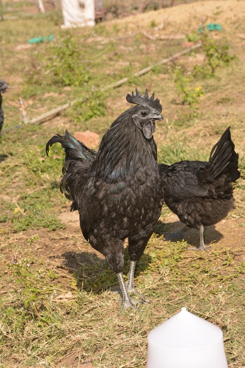 Kanker Kadaknath Farm - Kanker Kadaknath Farm, Nawagaon, Chhattisgarh 494334, India