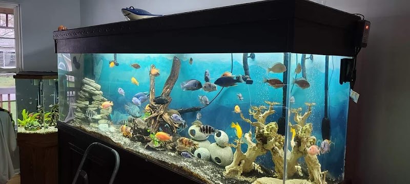 Blue Sea Aquariums - Blue Sea Aquariums Gandhi Chowk Khamtarai Market Shop No. 8, near Balaji Complex, behind shree h.p gass agency, Saptgiri Colony, Shrinagar, Raipur, Chhattisgarh 492008, India