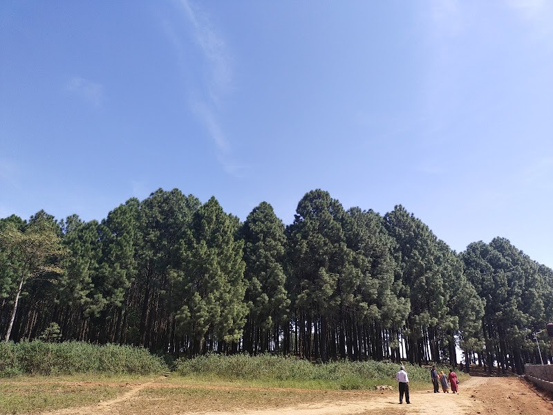 Pine Forest - Pine Forest F7W2+322, Netarhat, Jharkhand 835218, India