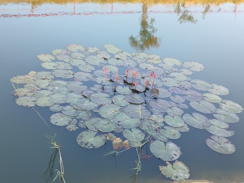 Puzhuthivakkam Lake - Puzhuthivakkam Lake 11/10, Elumalai Nagar, Annai Theresa Nagar, Adambakkam, Chennai, Tamil Nadu 600091, India