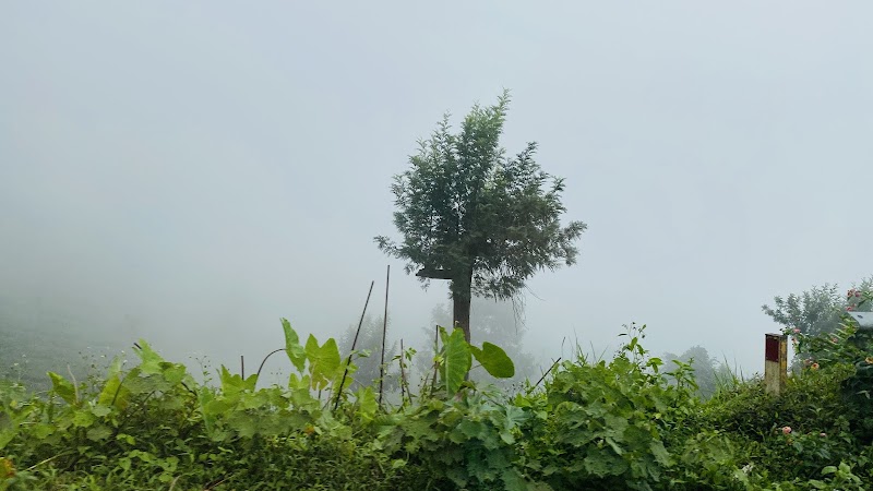 Pothamedu - Pothamedu Ottamaram, Road, Bison Valley, Munnar, Kerala 685565, India