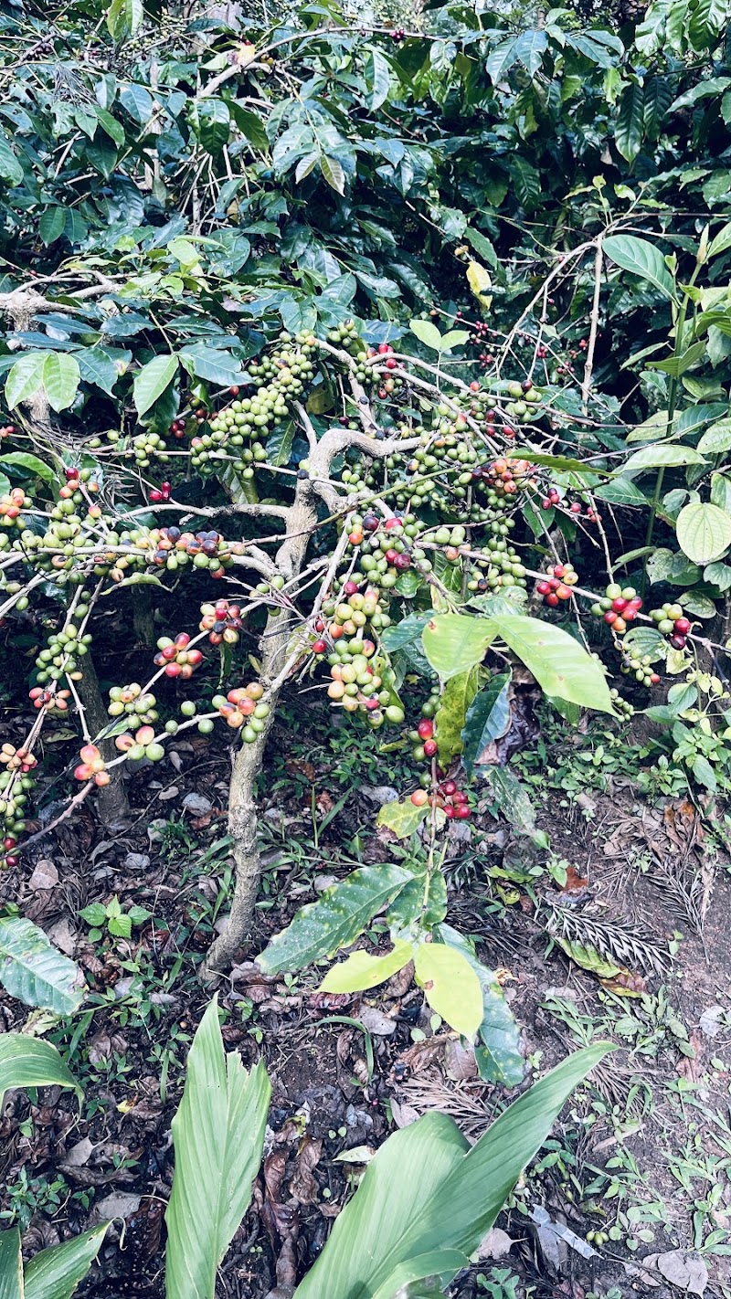 Greenway Coffee Island plantation tour