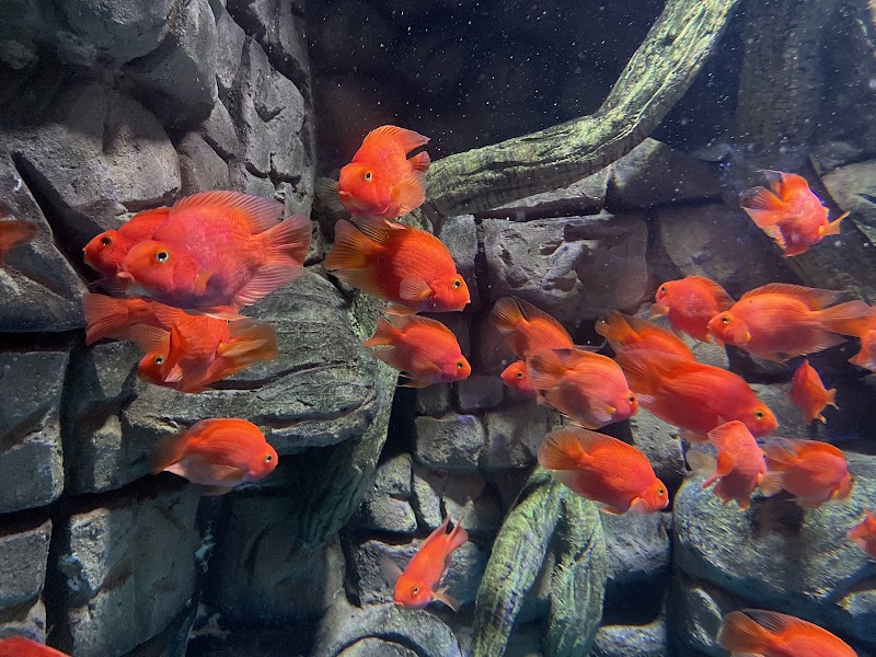 Aquarium Paradise - Aquarium Paradise Jayamahal Main Rd, opposite TV Tower, J.C.Nagar, Bengaluru, Karnataka 560006, India