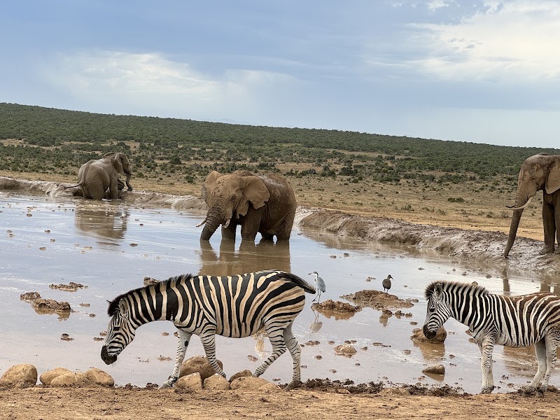Addo Elephant National Park - Addo Elephant National Park South Africa