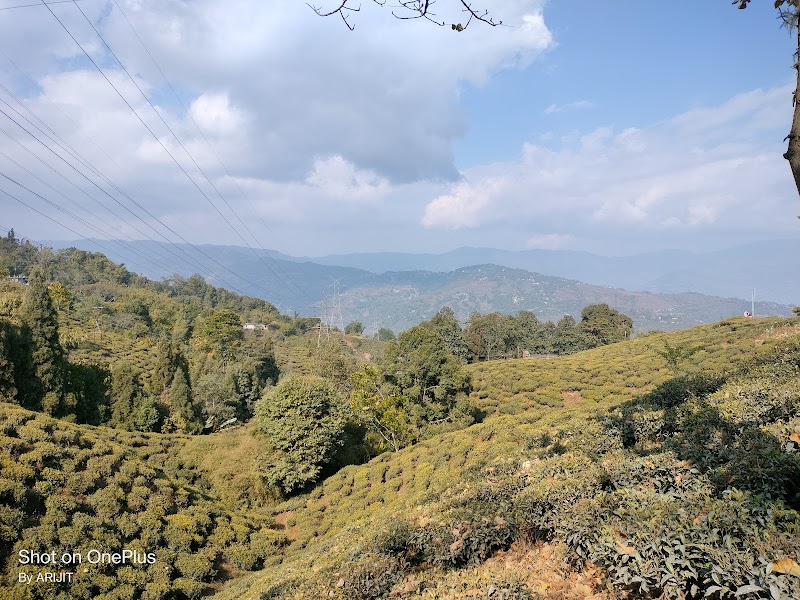 Thurbo Tea Estate Factory - Thurbo Tea Estate Factory V5XC+967, SH12, Bukim Tea Garden, West Bengal 734214, India