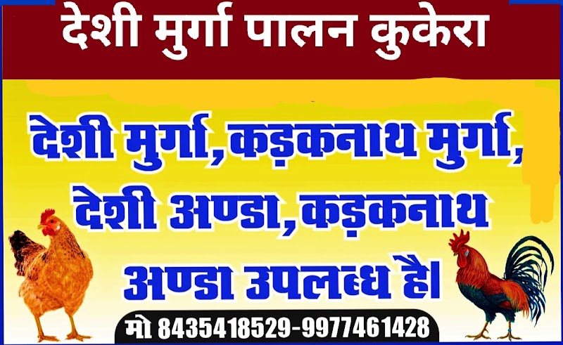 Desi murga paln kukera - Desi murga paln kukera, Kukera, Chhattisgarh 493221, India