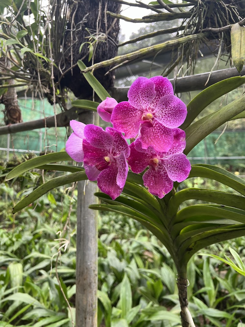 Kaziranga National Orchid and Biodiversity Park - Kaziranga National Orchid and Biodiversity Park NH NO 37, Hatikhuli T.E., Durgapur, Assam 785609, India