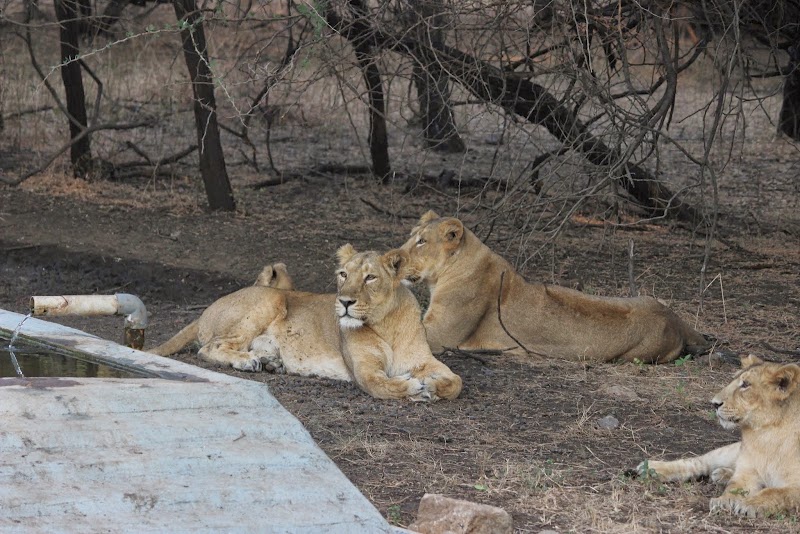 Gir Interpretation Zone (Devaliya Park) - Gir Interpretation Zone (Devaliya Park), Safari Rd, Sandhbeda, Gujarat 362260, India