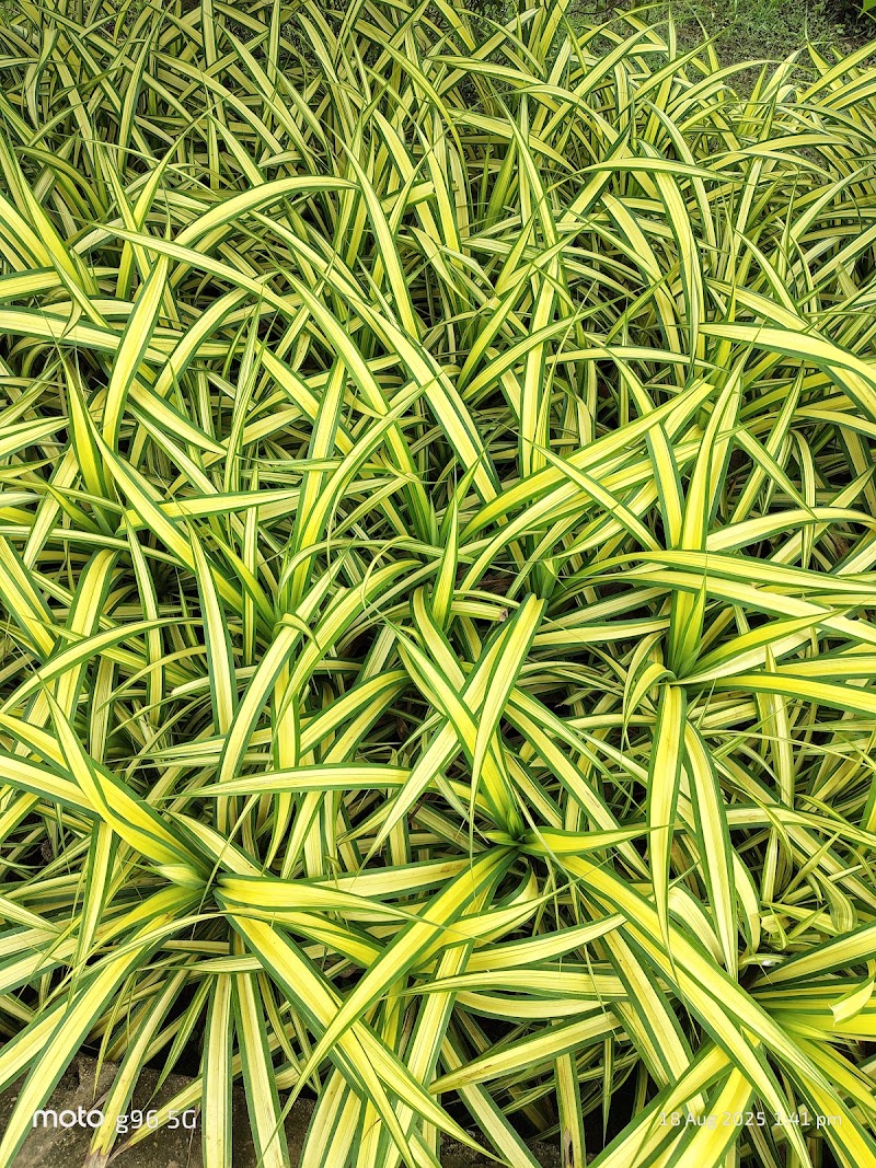 Babadham Bal Udyan - Babadham Bal Udyan, V9WC+33, Raigarh, Chhattisgarh 496001, India