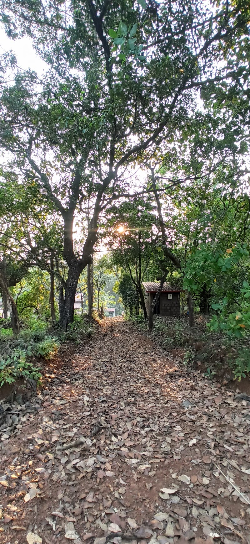Prabhu Farms:- Blessings in Nature - Prabhu Farms:- Blessings in Nature Galgibag road, Canacona, Poingunin, Goa 403702, India