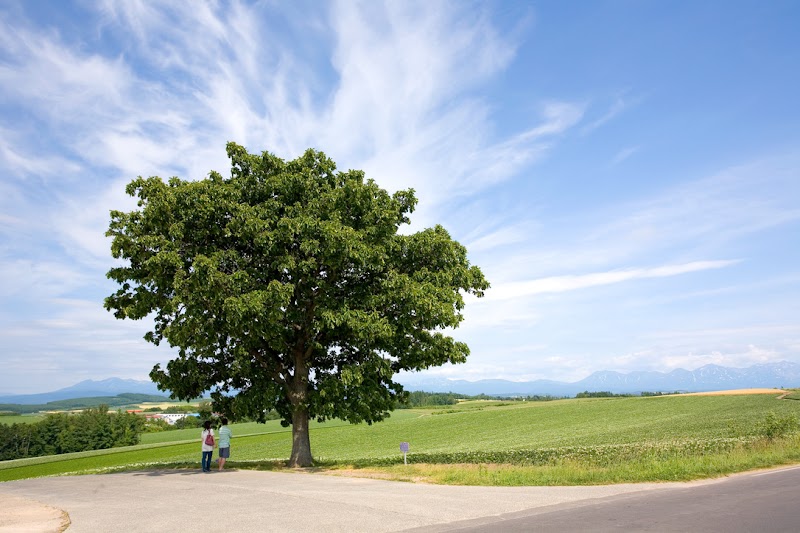 Patchwork Road (Biei) - Patchwork Road (Biei) 北海道上川郡美瑛町大久保協生, Asahi, Biei, Kamikawa District, Hokkaido 071-0216, Japan