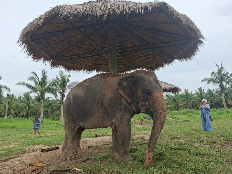 Pattaya Ethical Elephant Tour (Living Green Elephant Sanctuary) - Pattaya Ethical Elephant Tour (Living Green Elephant Sanctuary) 524 Soi Buakhao, Muang Pattaya, Amphoe Bang Lamung, Chang Wat Chon Buri 20150, Thailand