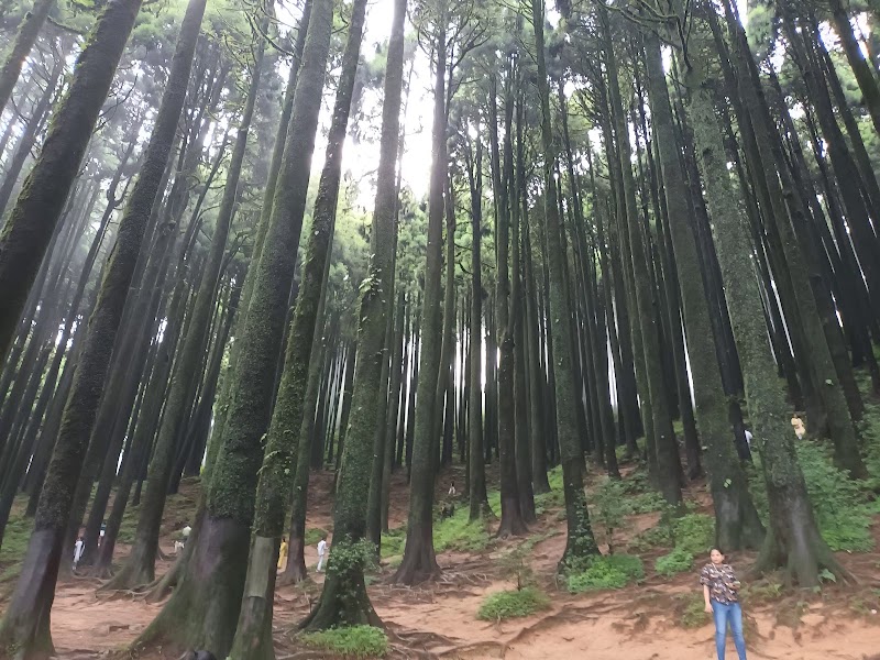 Pine forest - Pine forest 257X+45R, Sukhia Pokhri Road, Lepcha Jagat, Ghoom Pahar Forest, West Bengal 734221, India