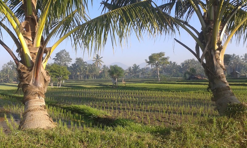 Buddha Home Stay - Buddha Home Stay, Jalan Sokwayah, Ubud, Kecamatan Ubud, 80571 Ubud, Bali 80571, Indonesia