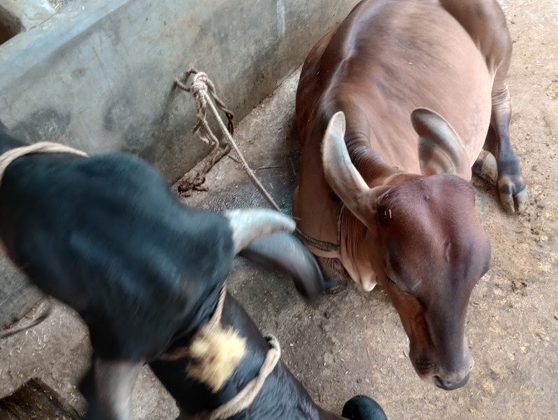 YADAV DAIRY - YADAV DAIRY, st. 03, Hscl colony, Janjgiri, Khursipar, Bhilai, Chhattisgarh 490001, India
