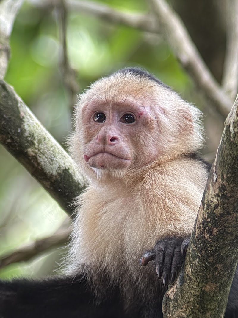 Manuel Antonio Wildlife Experience - Manuel Antonio Wildlife Experience, Puntarenas Province, Quepos, 60601, Costa Rica