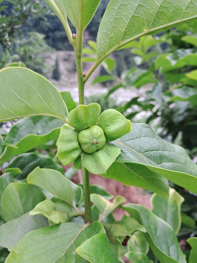 K S Orchards - K S Orchards, Sajla Bihal, Manali, Himachal Pradesh 175143, India