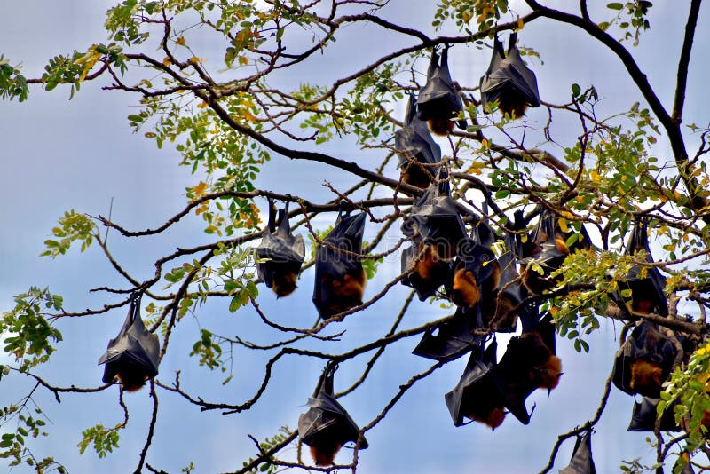 ក្រមុំជ្រឹងវត្តបាយដំរាំ