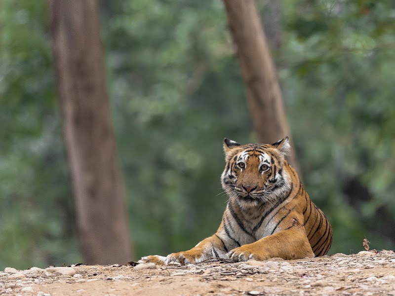 Dhikala Forest Rest House - Dhikala Forest Rest House Ram Nagar, Shivlalpur Pandey, Ramnagar, Uttarakhand 246142, India