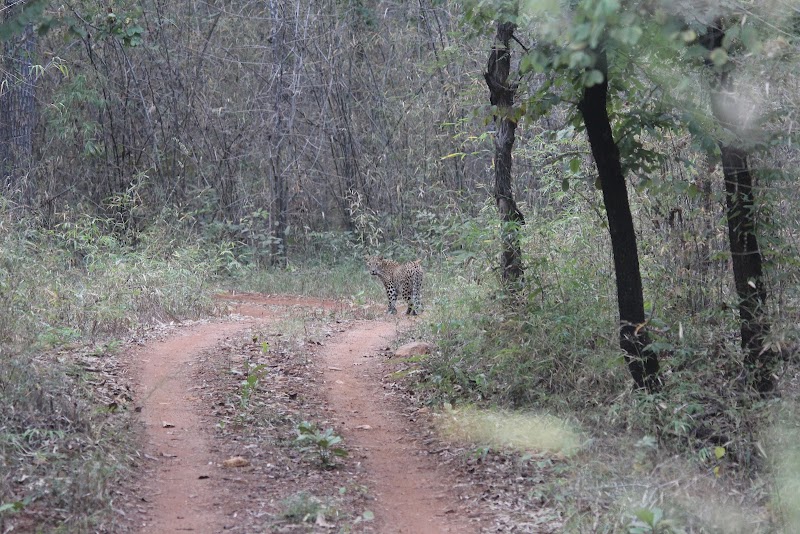 Junona Gate Tadoba - Junona Gate Tadoba MTDC Rd, Moharli, Maharashtra 442404, India
