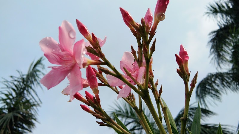 Pragati Nagar Park - Pragati Nagar Park, p.n park, Pragati Nagar, Beltikri, Chhattisgarh 495452, India