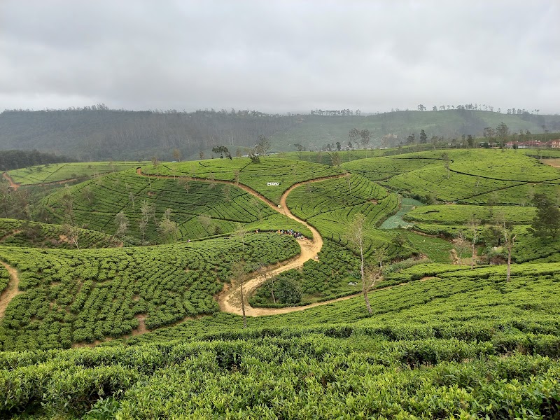Pedro Tea Plantation - Pedro Tea Plantation WQVP+9H, Nuwara Eliya, Sri Lanka
