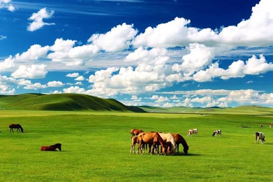 呼伦贝尔大草原 - 呼伦贝尔大草原, 3XP9+338, New Barag Left Banner, Hulunbuir, Inner Mongolia, China, 021211