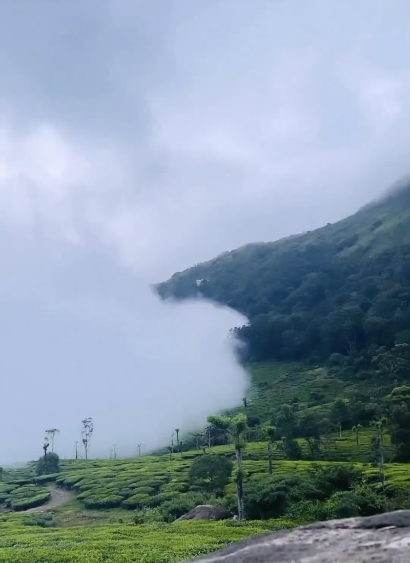 Green Munnar Trekking - Green Munnar Trekking MSA Rd, Moolakadai, Munnar, Kerala 685612, India