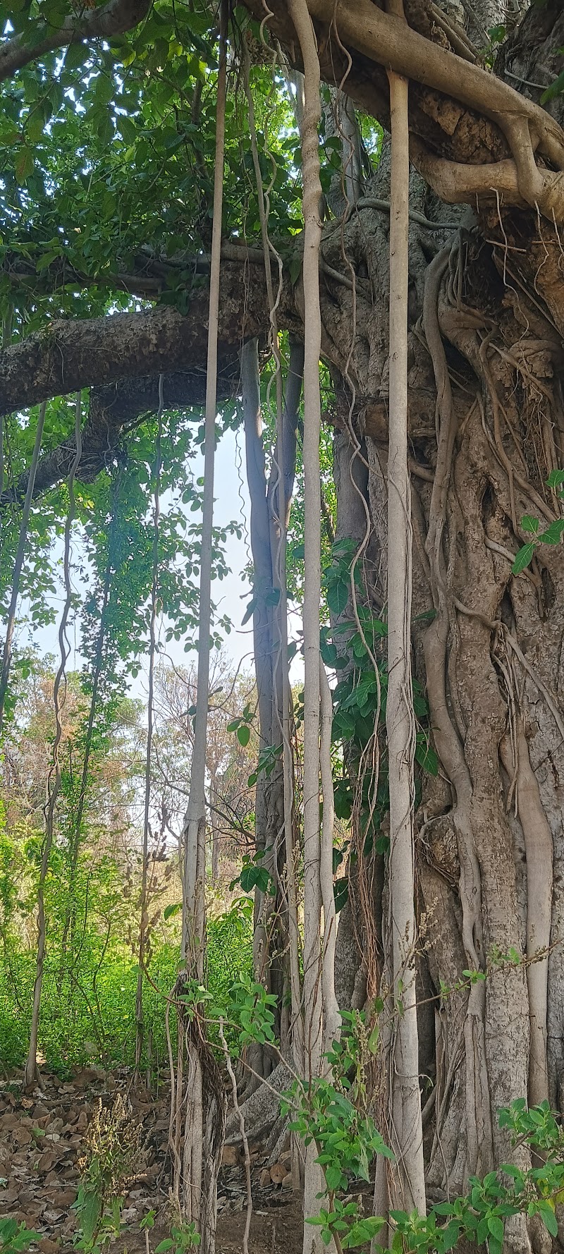 Malidehi (picnicspot) - Malidehi (picnicspot), 63MV+XPF, Malidehi, Gangpurgarh, Odisha 770002, India