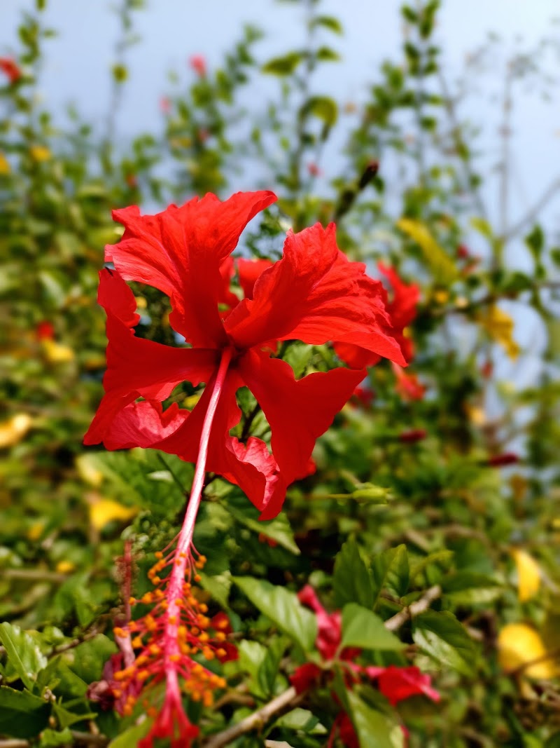 Koteswar sahukar hous - Koteswar sahukar hous, MH4V+PCG, Sanabankili, Odisha 765020, India