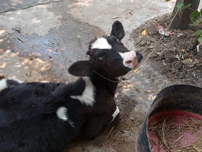 YADAV DAIRY - YADAV DAIRY, st. 03, Hscl colony, Janjgiri, Khursipar, Bhilai, Chhattisgarh 490001, India