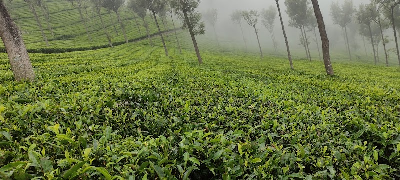 Kairbetta Estates Syndicate - Kairbetta Estates Syndicate, Off NH 15, Kotagiri, Nilgiris, Kotagiri, Tamil Nadu 643217, India