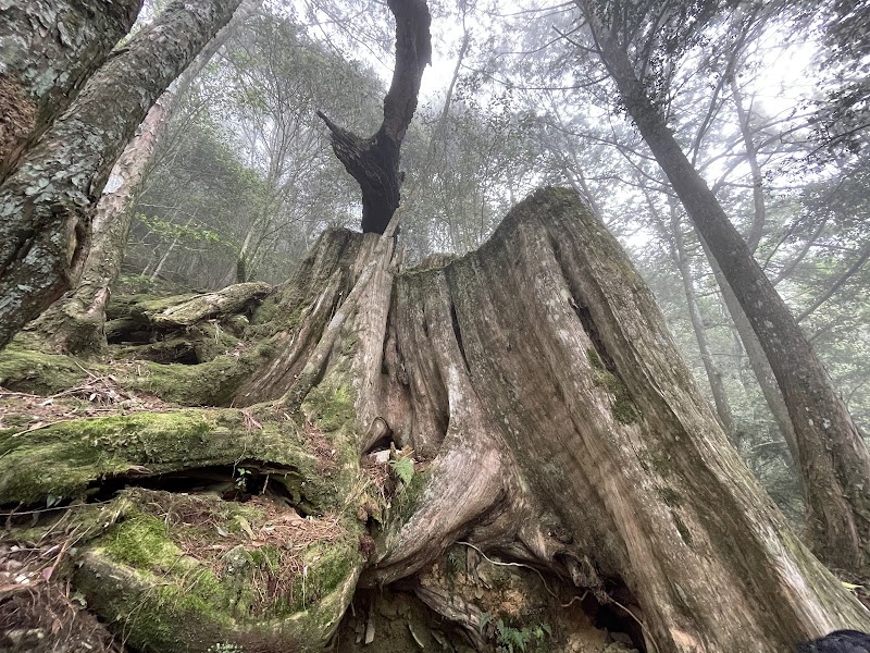 大雪山國家森林遊樂區木馬道 - 大雪山國家森林遊樂區木馬道, 424, Taiwan, Taichung City, Heping District, 台中市和平區