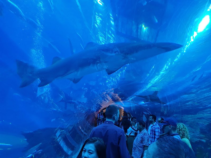 Dubai Aquarium & Underwater Zoo - Dubai Aquarium & Underwater Zoo Dubai - Burj Khalifa - Downtown Dubai - Dubai - United Arab Emirates