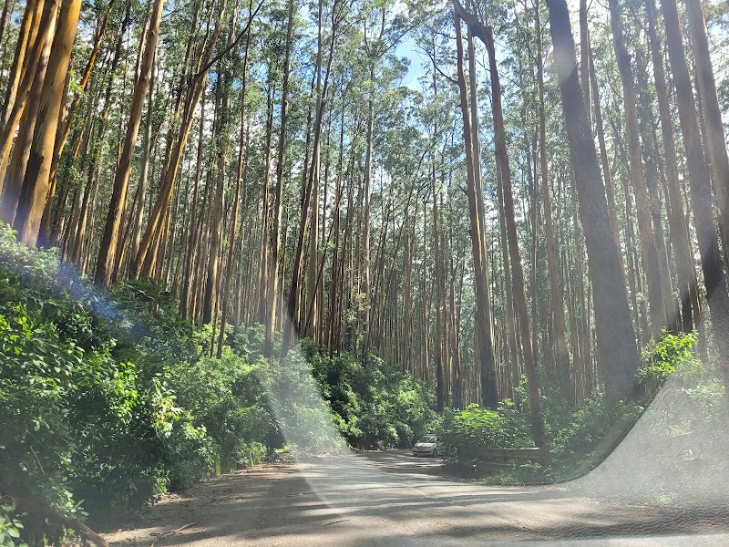Ooty Hill Station - Ooty Hill Station Kandal, Ooty, Tamil Nadu 643001, India