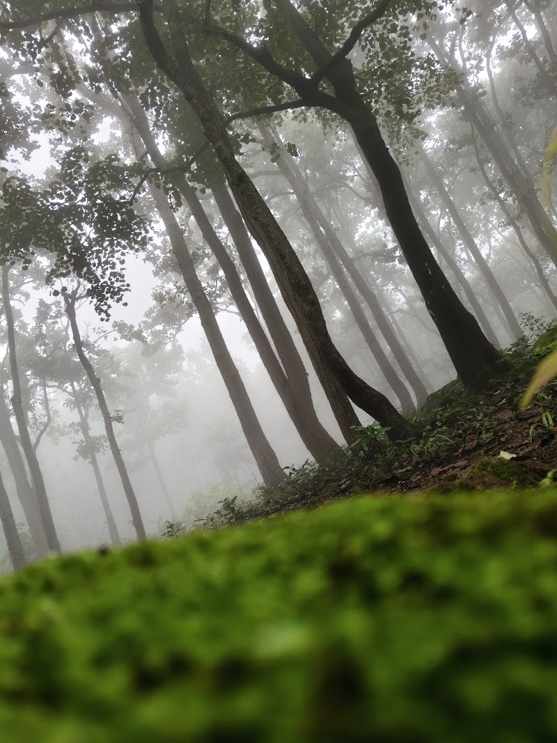 Saal and pine forest - Saal and pine forest F79G+864, Birjiatoli, Jharkhand 835218, India