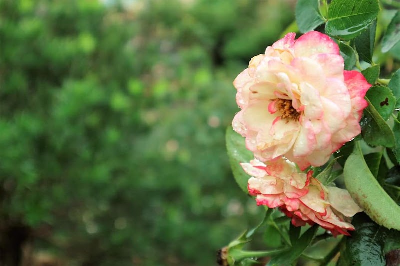 Vườn Hồng Sweet Rose - Vườn Hồng Sweet Rose, Cuối Ngõ 264 Âu Cơ, Hồng Hà, Hà Nội, Vietnam