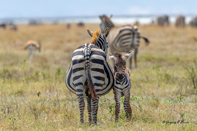 Dolphin Tours & Safaris Ltd - Dolphin Tours & Safaris Ltd, Plot # 32, New Mkuyuni Mwanza TZ, 1906, Tanzania