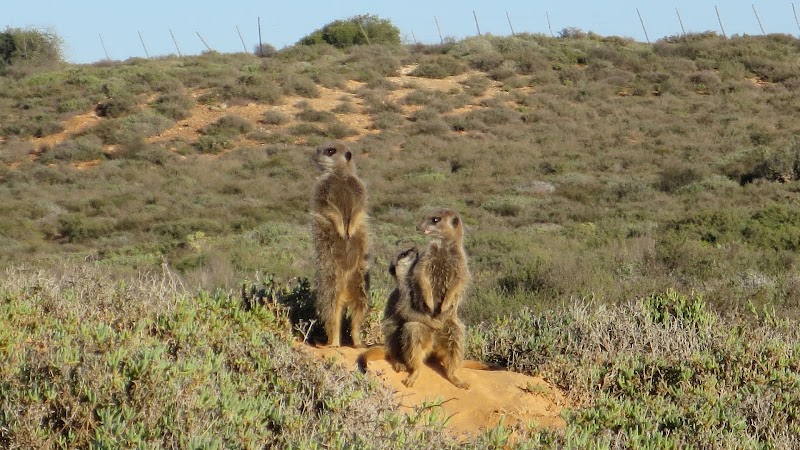 Meerkat Adventures - Meerkat Adventures, R62, Oudtshoorn, 6625, South Africa