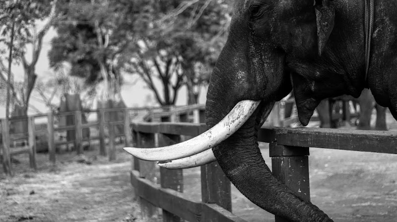 Booking Office of Coorg Dubare Elephant camp - Booking Office of Coorg Dubare Elephant camp Tourism House, 2nd Floor, Papanna Lane, No.8, St Mark's Rd, Shanthala Nagar, Ashok Nagar, Bengaluru, Karnataka 560001, India