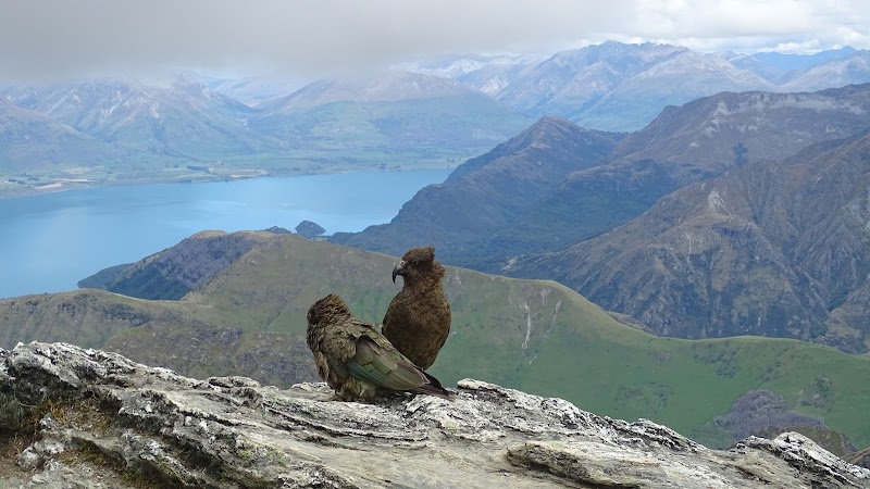 Ben Lomond - Ben Lomond, 9371, New Zealand