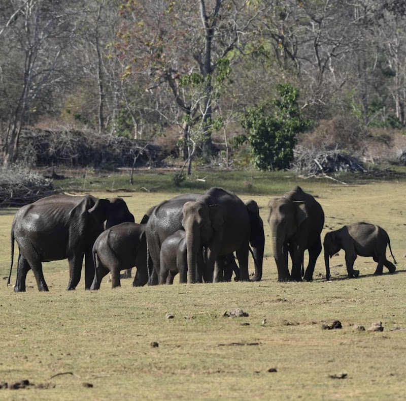 Kabini Forest - Kabini Forest, Kabini Safari centre, Dammanakatte, Karnataka 571114, India