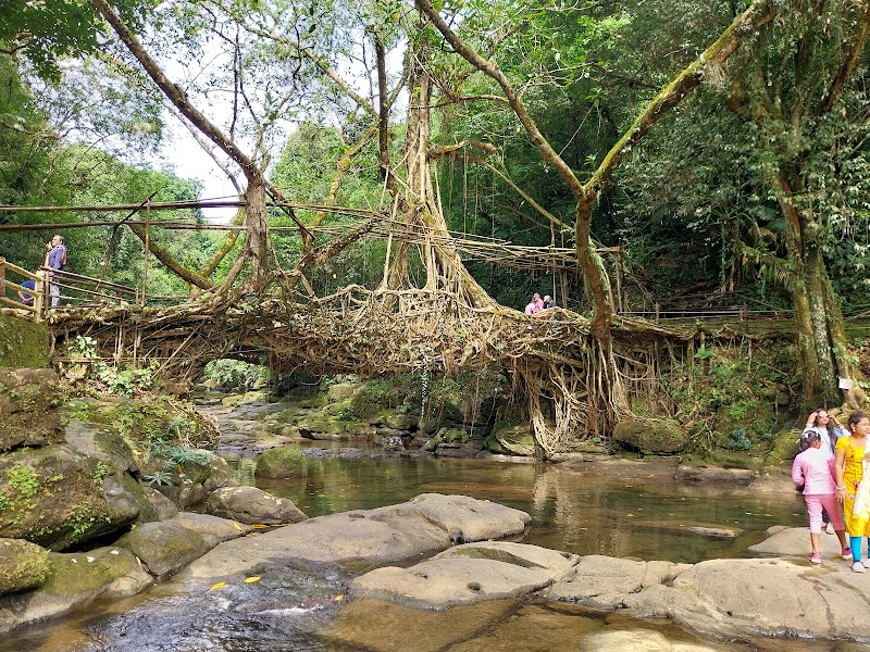 Living root bridge - Living root bridge 62HJ+5HP, Unnamed Road, Mawlynnong, Meghalaya 793161, India