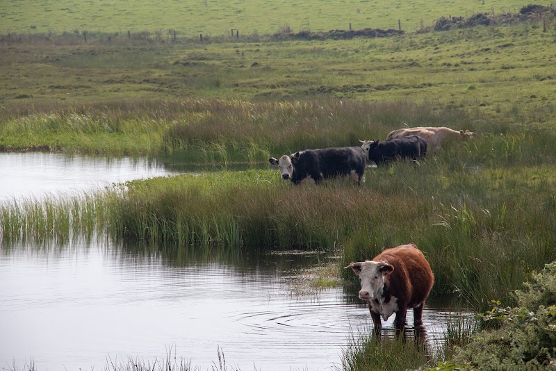 Dozmary Pool - Dozmary Pool Dozmary Pool, United Kingdom