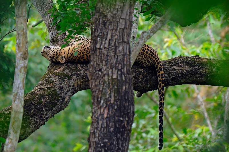 Waterwoods Lodge, Kabini - Waterwoods Lodge, Kabini H. D, Post Office, Kote Taluk, 19, Jakkalli (N. Begur), N Belathur, Karapura, Karnataka 571116, India