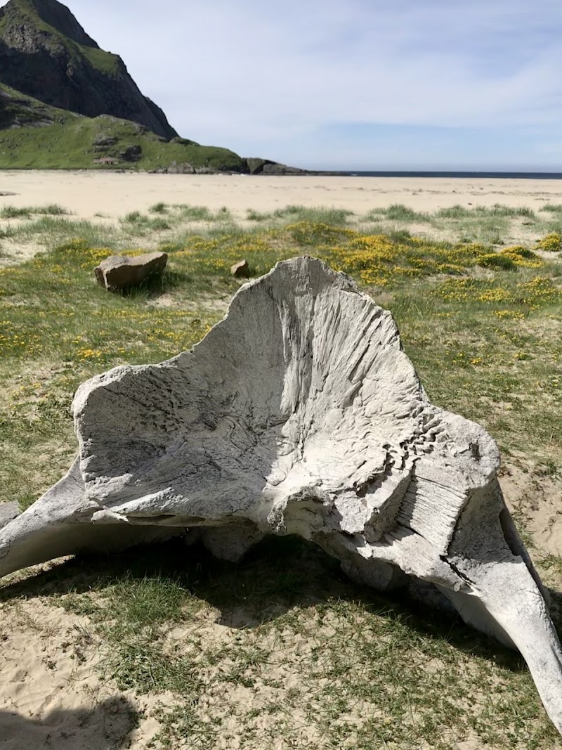 Bunes Beach - Bunes Beach Moskenesøya, Moskenes, Norway