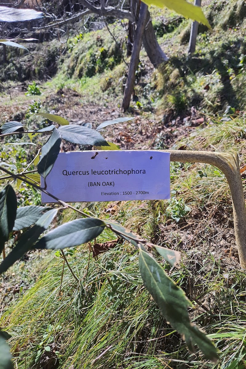 Cloverfield Apple/Cherry Orchard - Cloverfield Apple/Cherry Orchard, 7F7H+W5R, Kotgarh, Himachal Pradesh 171213, India