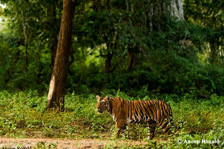Safari Quest - Safari Quest, 40/C, behind Kanti Conventional Hall, Visveshwara Nagar, Vidyaranyapura, Mysuru, Karnataka 570008, India