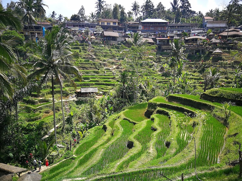 Tegallalang Rice Terrace - Tegallalang Rice Terrace Jl. Raya Tegallalang, Tegallalang, Kec. Tegallalang, Kabupaten Gianyar, Bali 80561, Indonesia